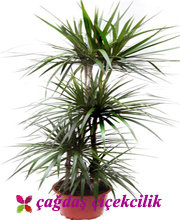 marginata-3lu