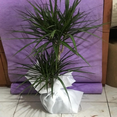 marginata